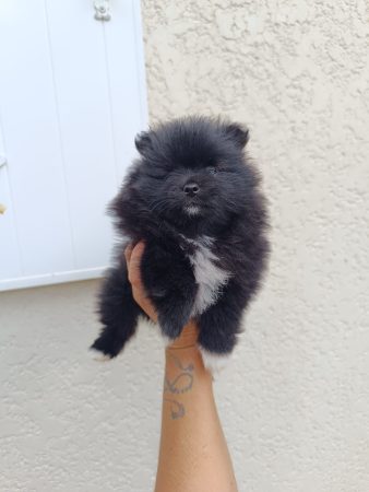 Image de la portée de chiot de l'élévage DOG&rsquo;S OF THRONES