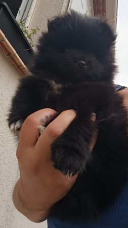 Image de la portée de chiot de l'élévage DOG&rsquo;S OF THRONES