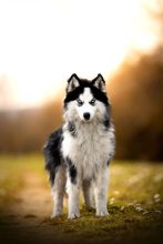 Chiots d'apparence Pomsky à vendre chez l'éleveur SARL ELEVAGE DU GIRON