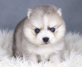 Chiots d'apparence Pomsky à vendre chez l'éleveur ELITE CANIN