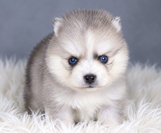 Image de la portée de chiot de l'élévage ELITE CANIN