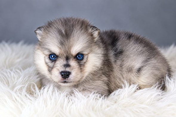 Image de la portée de chiot de l'élévage ELITE CANIN