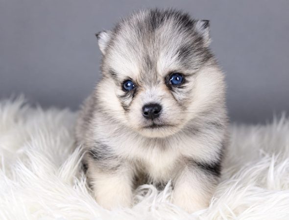 Image de la portée de chiot de l'élévage ELITE CANIN