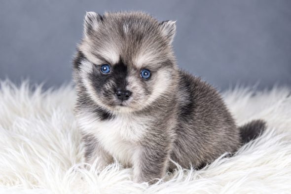 Image de la portée de chiot de l'élévage ELITE CANIN