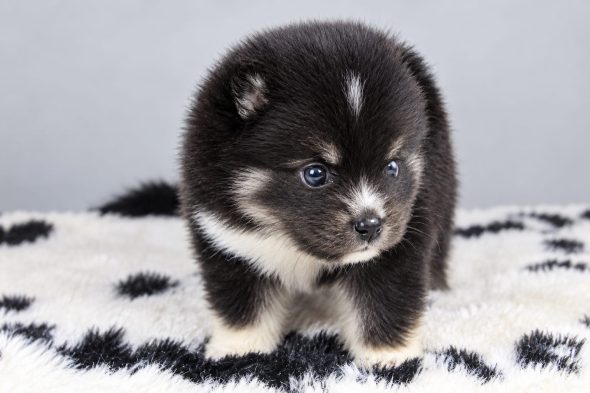 Image de la portée de chiot de l'élévage ELITE CANIN