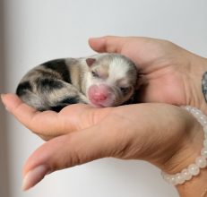 Chiots d'apparence Pomsky à vendre chez l'éleveur POMSKY FAMILY