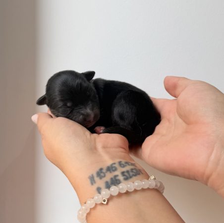 Image de la portée de chiot de l'élévage POMSKY FAMILY