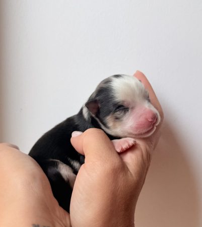 Image de la portée de chiot de l'élévage POMSKY FAMILY