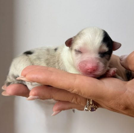 Image de la portée de chiot de l'élévage POMSKY FAMILY
