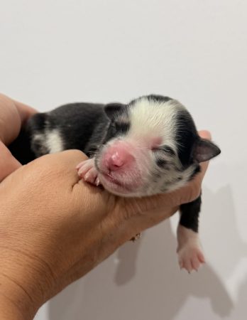 Image de la portée de chiot de l'élévage POMSKY FAMILY