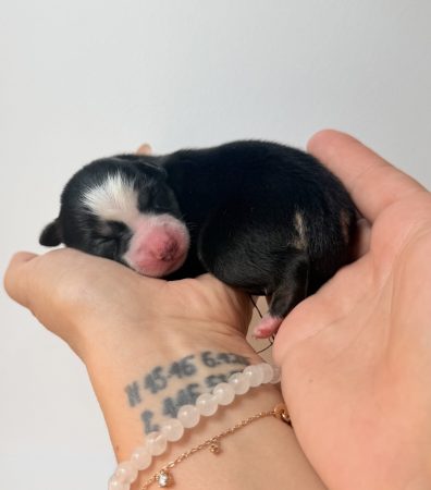 Image de la portée de chiot de l'élévage POMSKY FAMILY