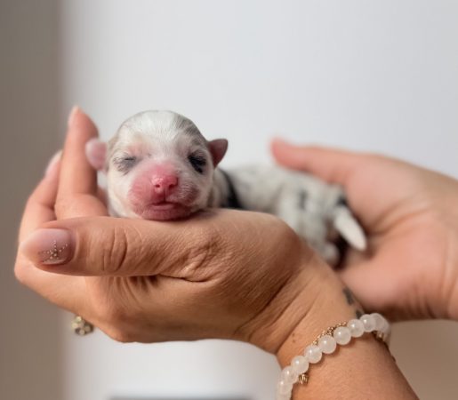 Image de la portée de chiot de l'élévage POMSKY FAMILY