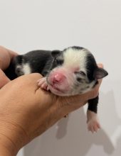 Chiots d'apparence Pomsky à vendre chez l'éleveur POMSKY FAMILY
