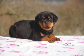 Chiots de race Rottweiler à vendre chez l'éleveur Of legend mysteria