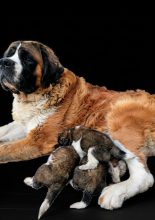 Chiots de race Saint Bernard à vendre chez l'éleveur De la ferme du Conquérant