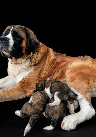 Image de la portée de chiot de l'élévage De la ferme du Conquérant
