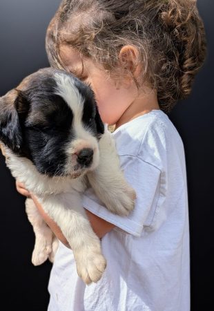 Image de la portée de chiot de l'élévage De la ferme du Conquérant