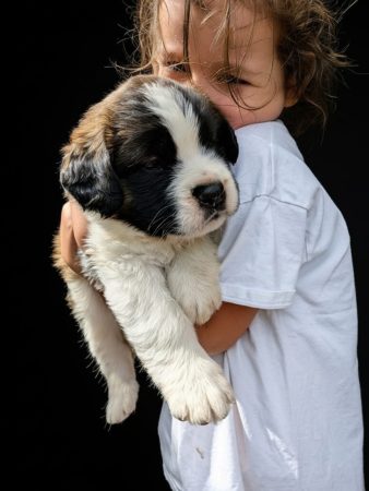 Image de la portée de chiot de l'élévage De la ferme du Conquérant