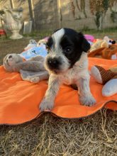 Chiots de race Schapendoes à vendre chez l'éleveur LOUSTICS DE PEN AR BED