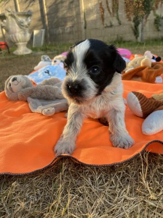 Image de la portée de chiot de l'élévage LOUSTICS DE PEN AR BED