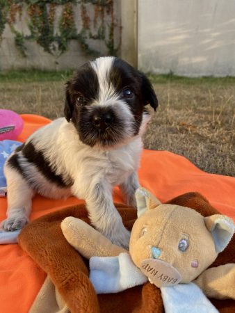 Image de la portée de chiot de l'élévage LOUSTICS DE PEN AR BED