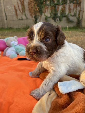 Image de la portée de chiot de l'élévage LOUSTICS DE PEN AR BED