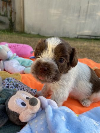 Image de la portée de chiot de l'élévage LOUSTICS DE PEN AR BED