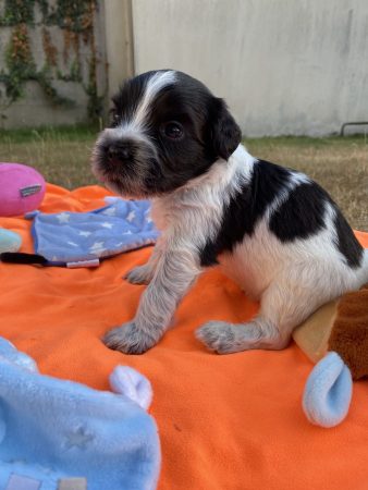 Image de la portée de chiot de l'élévage LOUSTICS DE PEN AR BED