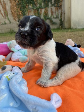 Image de la portée de chiot de l'élévage LOUSTICS DE PEN AR BED