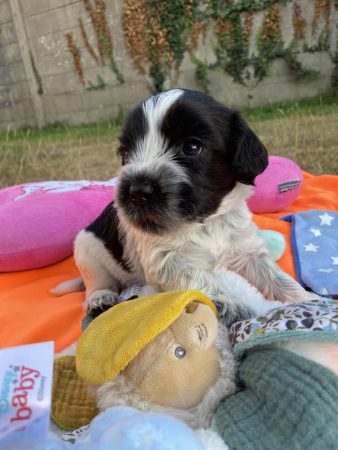 Image de la portée de chiot de l'élévage LOUSTICS DE PEN AR BED