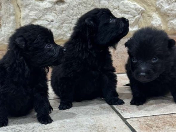 Image de la portée de chiot de l'élévage CAHARD FRANCK