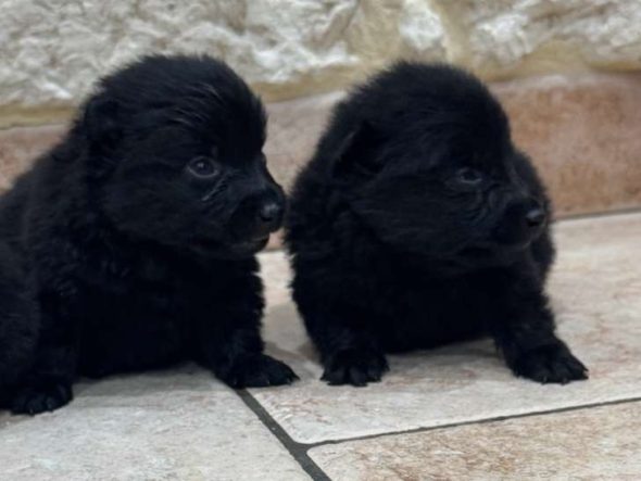 Image de la portée de chiot de l'élévage CAHARD FRANCK