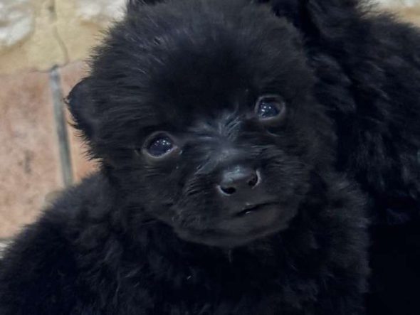 Image de la portée de chiot de l'élévage CAHARD FRANCK