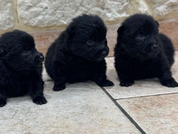 Image de la portée de chiot de l'élévage CAHARD FRANCK
