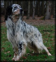 Chiots de race Setter anglais à vendre chez l'éleveur DAMAS ADRIEN