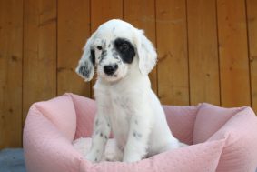 Chiots de race Setter anglais à vendre chez l'éleveur DAMAS ADRIEN