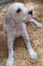 Chiots de race Setter anglais à vendre chez l'éleveur DE KERLIANCY
