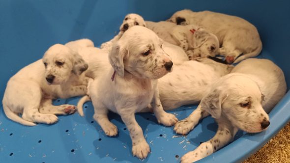 Image de la portée de chiot de l'élévage DE KERLIANCY