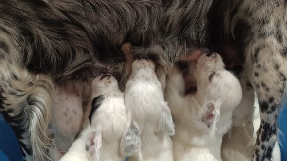 Image de la portée de chiot de l'élévage DE KERLIANCY
