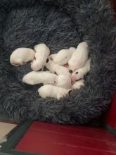 Chiots de race Setter anglais à vendre chez l'éleveur ELEVAGE DU TERROIR DE SAINTONGE