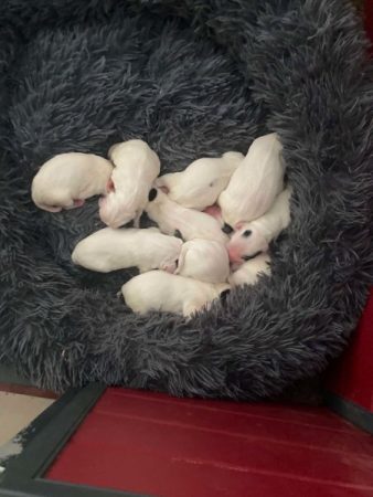Image de la portée de chiot de l'élévage ELEVAGE DU TERROIR DE SAINTONGE