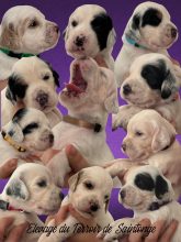 Chiots de race Setter anglais à vendre chez l'éleveur ELEVAGE DU TERROIR DE SAINTONGE