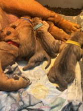 Chiots de race Shar pei à vendre chez l'éleveur DES REVES DE YAMAJA