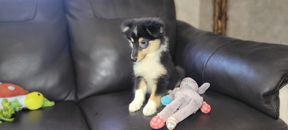 Image de la portée de chiot de l'élévage IDOUX PATRICK