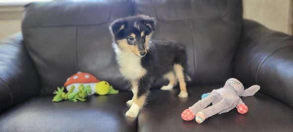 Image de la portée de chiot de l'élévage IDOUX PATRICK