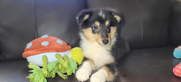 Image de la portée de chiot de l'élévage IDOUX PATRICK