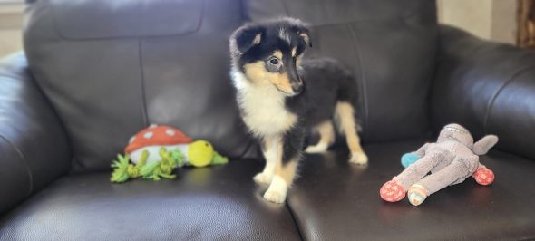 Image de la portée de chiot de l'élévage IDOUX PATRICK