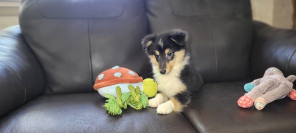Image de la portée de chiot de l'élévage IDOUX PATRICK