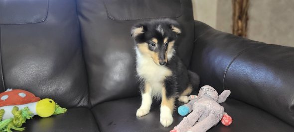 Image de la portée de chiot de l'élévage IDOUX PATRICK