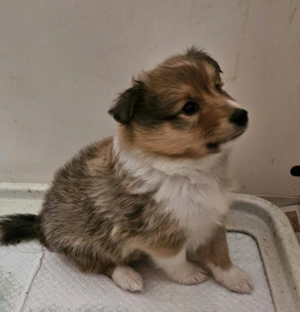 Image de la portée de chiot de l'élévage LASSADE MARCEL